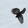 Kavce zlutozobe - Pyrrhocorax graculus - Yellow-billed Chough 4178